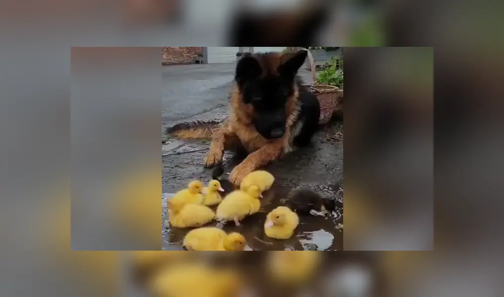El can vio a los pequeños patos solos en la calle y ser acercó tiernamente a cuidarlos. Foto: Facebook