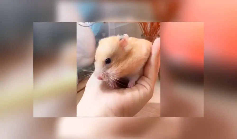 Facebook viral: tierno hámster introduce enorme mazorca en su cuerpo y no sufre daños [VIDEO]