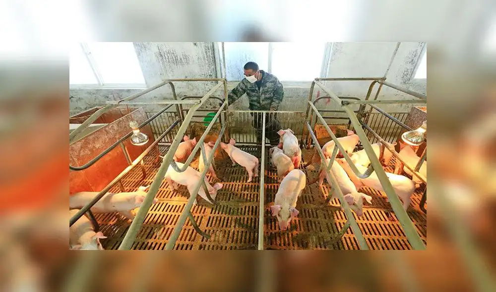 En China los criadores de cerdos aseveran que no se han visto afectados por el nuevo virus. Foto: difusión