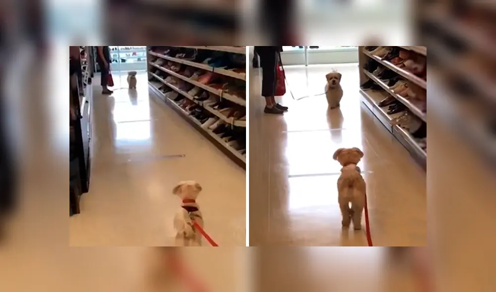 Desliza las imágenes para observar la amorosa escena de dos perros que se volvieron a ver después de un largo tiempo. Fotocaptura: Facebook. Desliza las imágenes para observar la amorosa escena de dos perros que se volvieron a ver después de un largo tiempo. Fotocaptura: Facebook.