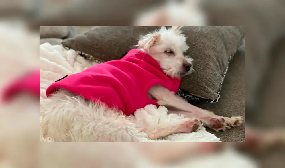 Shelby fue auxiliada por rescatistas cuando iba a ser aplastada por un contenedor de basura. (Foto: Huntington Cabell-Wayne)