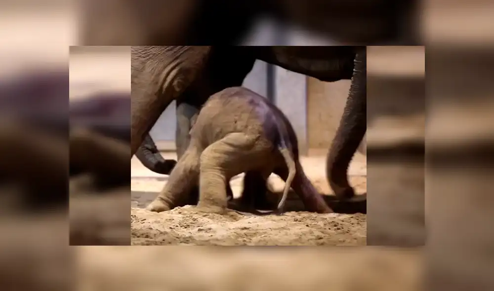 YouTube viral: elefante bebé aprende a dar sus primeros pasos con ayuda de su madre [VIDEO]