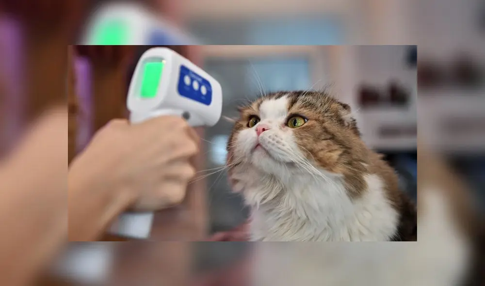 Un empleado toma la temperatura de un gato debido a la preocupación por la propagación del nuevo coronavirus COVID-19. Foto: AFP