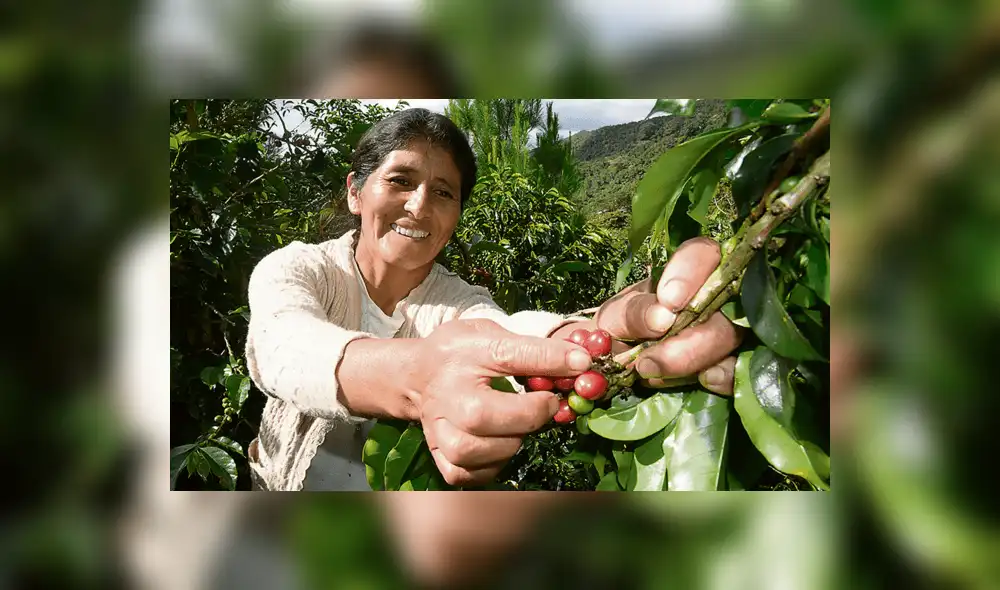 Pequeños caficultores perdieron hasta US$ 50 por quintal