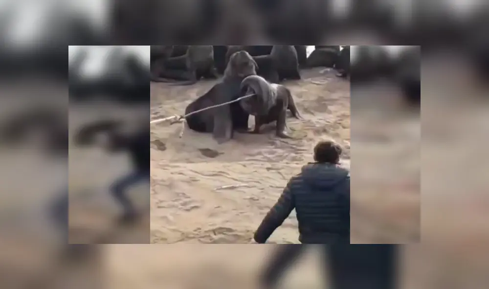 En YouTube, un joven acudió a una alejada playa y se percató del peligro que corría un indefenso lobo marino. En YouTube, un joven acudió a una alejada playa y se percató del peligro que corría un indefenso lobo marino.