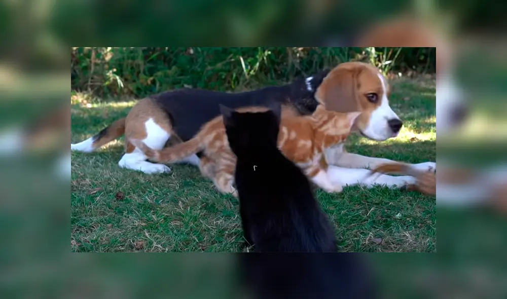 La dueña del can mostró detalles de la emotiva relación entre su perra Beagle y los dos pequeños felinos