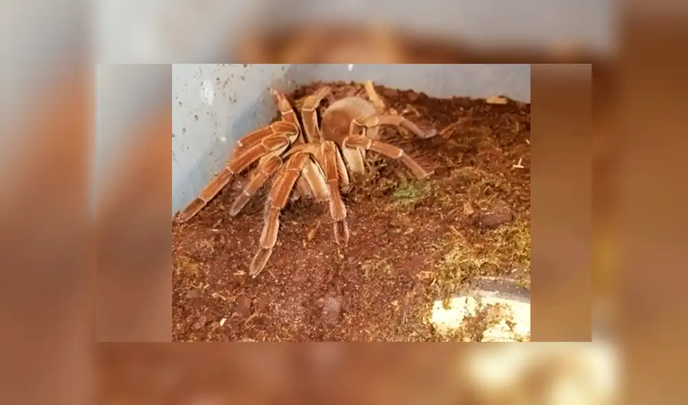 Facebook: mujer le ofrece ratón bebé a su tarántula y esta lo devora sin piedad [VIDEO]