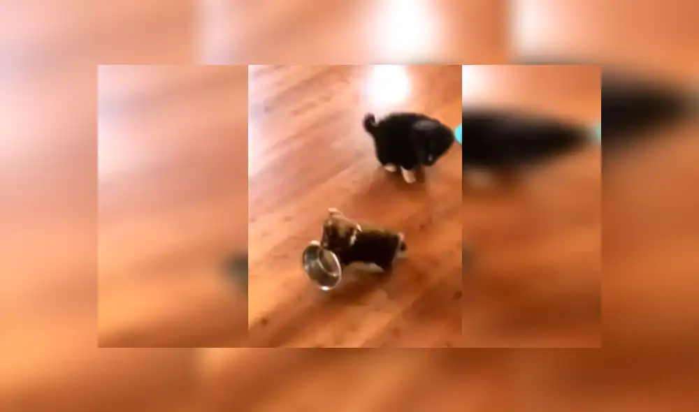 En YouTube, un cachorro no soportó que su dueña atienda a sus hermanos primero y tuvo una inusual reacción.