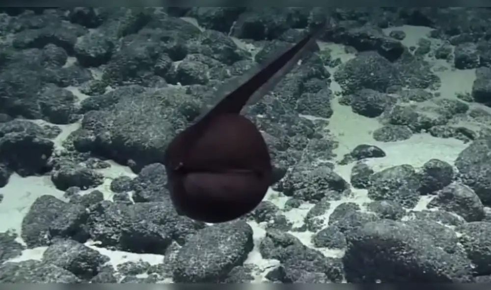 YouTube: Extraño pez asombra sorprende a usuarios de las redes sociales [VIDEO]