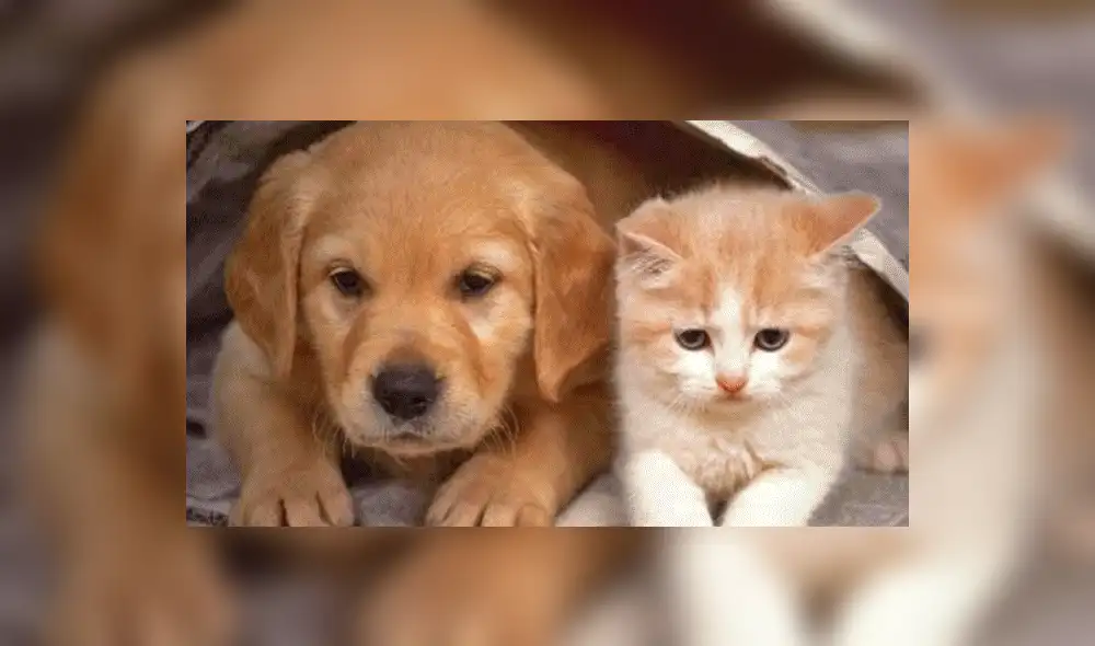 Vía Facebook: adorables gatos dormían plácidamente hasta que jauría de perros los espantó [VIDEO]