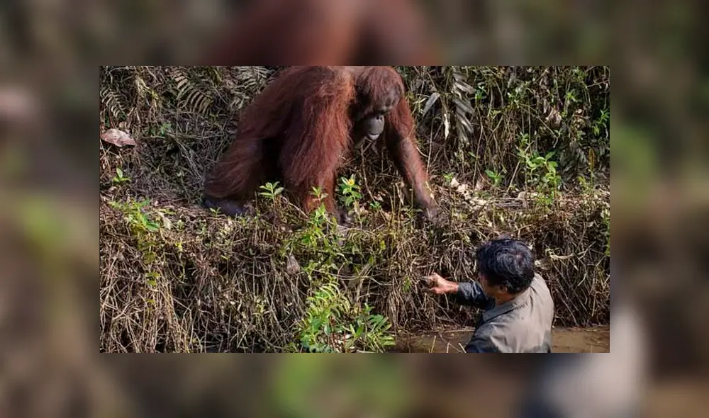 Un fotógrafo que hacía safari en Indonesia capturó el momento en que el orangután ofrece su ayuda. Un fotógrafo que hacía safari en Indonesia capturó el momento en que el orangután ofrece su ayuda.