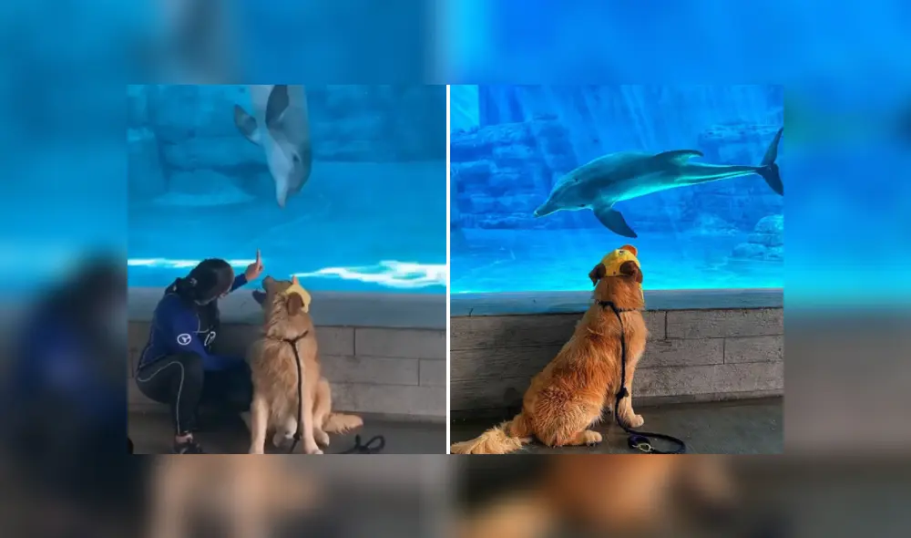 Desliza hacia la izquierda para ver más imágenes de este conmovedor encuentro entre un perro y un delfín. (Foto: captura / YouTube) Desliza hacia la izquierda para ver más imágenes de este conmovedor encuentro entre un perro y un delfín. (Foto: captura / YouTube)