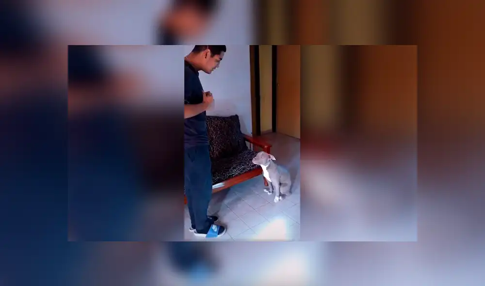 Desliza las imágenes hacia la izquierda para conocer la actitud de un perro tras obedecer a su dueño en señas. Desliza las imágenes hacia la izquierda para conocer la actitud de un perro tras obedecer a su dueño en señas.