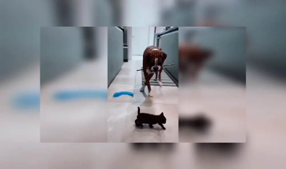 Desliza las imágenes hacia la izquierda para conocer el amoroso momento entre un perro junto a un gato bebé. Foto: Captura.
