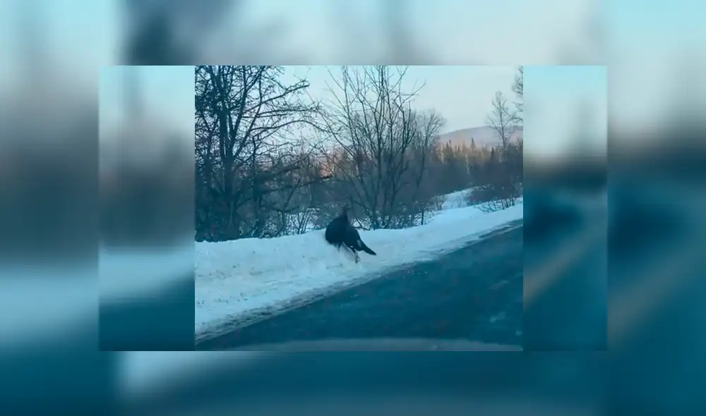 Desliza las imágenes para observar el fuerte enfrentamiento entre dos pavos en mitad de la carretera. Desliza las imágenes para observar el fuerte enfrentamiento entre dos pavos en mitad de la carretera.