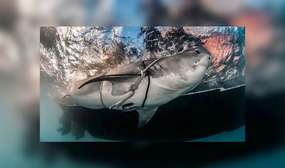 Video es viral en Facebook. Impactantes imágenes muestran el ultrasonido de un tiburón tigre retorciéndose en el útero de su madre Video es viral en Facebook. Impactantes imágenes muestran el ultrasonido de un tiburón tigre retorciéndose en el útero de su madre