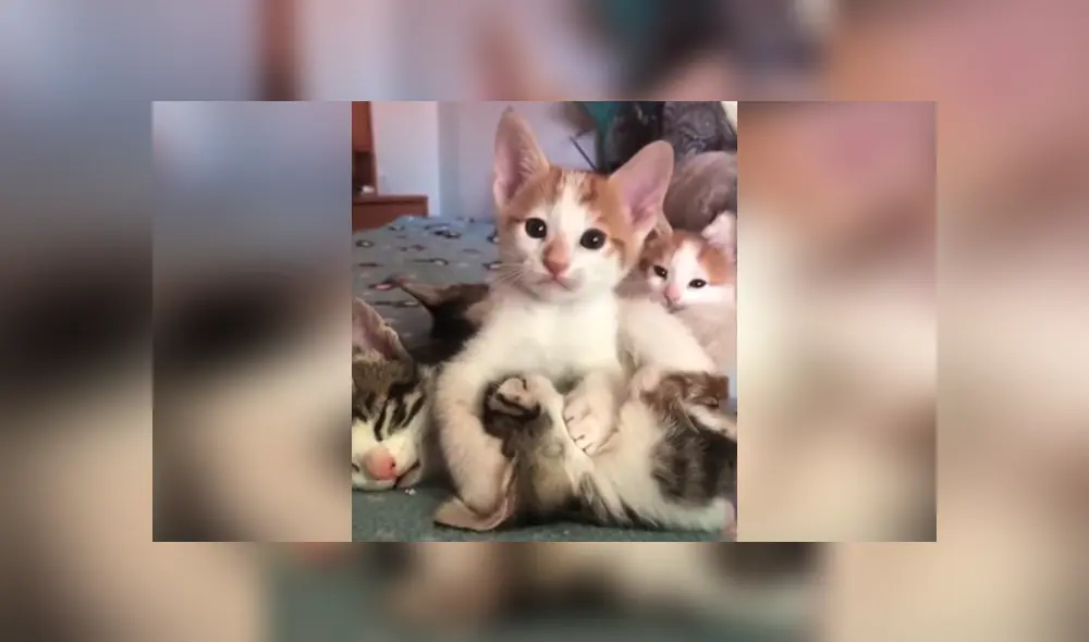 Desliza las imágenes hacia la izquierda para apreciar la amorosa escena entre sus gatos bebés. Foto: Captura.
