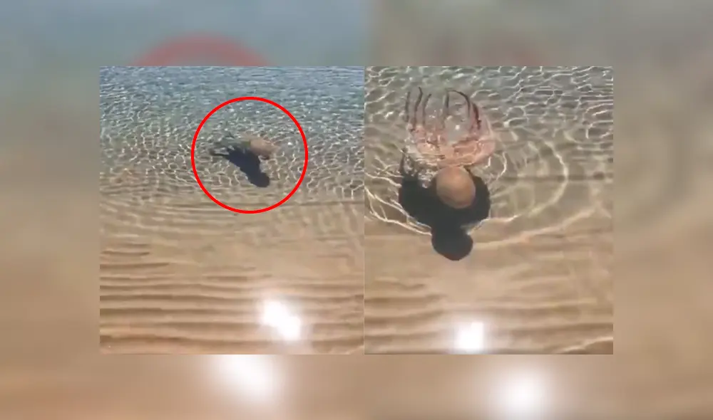 Desliza a la izquierda par ver el aspecto de este pulpo que ha sorprendido a los usuarios de Facebook. Foto: Captura.