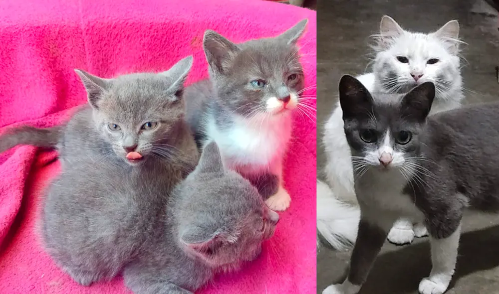Gatitas tienen dos meses de nacidas. Foto: Composición/La República