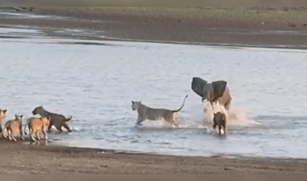 YouTube viral: bebé elefante usa truco para no ser devorado por manada de hambrientos leones [VIDEO]