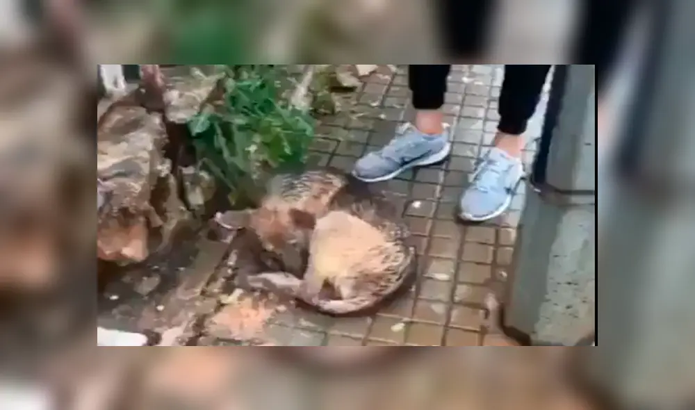 El joven cogió al can que tiritaba de frío y realizó un acto que causó gran admiración. Foto: captura El joven cogió al can que tiritaba de frío y realizó un acto que causó gran admiración. Foto: captura
