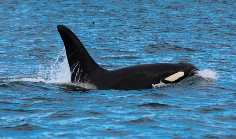 La orca pudo volver a la seguridad del océano por su cuenta. Foto: MagadanMedia / YouTube