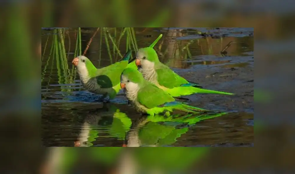 Municipio eliminará aves invasoras por atentar contra la biodiversidad [VIDEO]