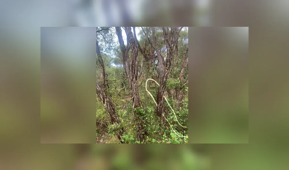 A través de Facebook se ha vuelto viral este desafío que muy pocos han logrado superar.