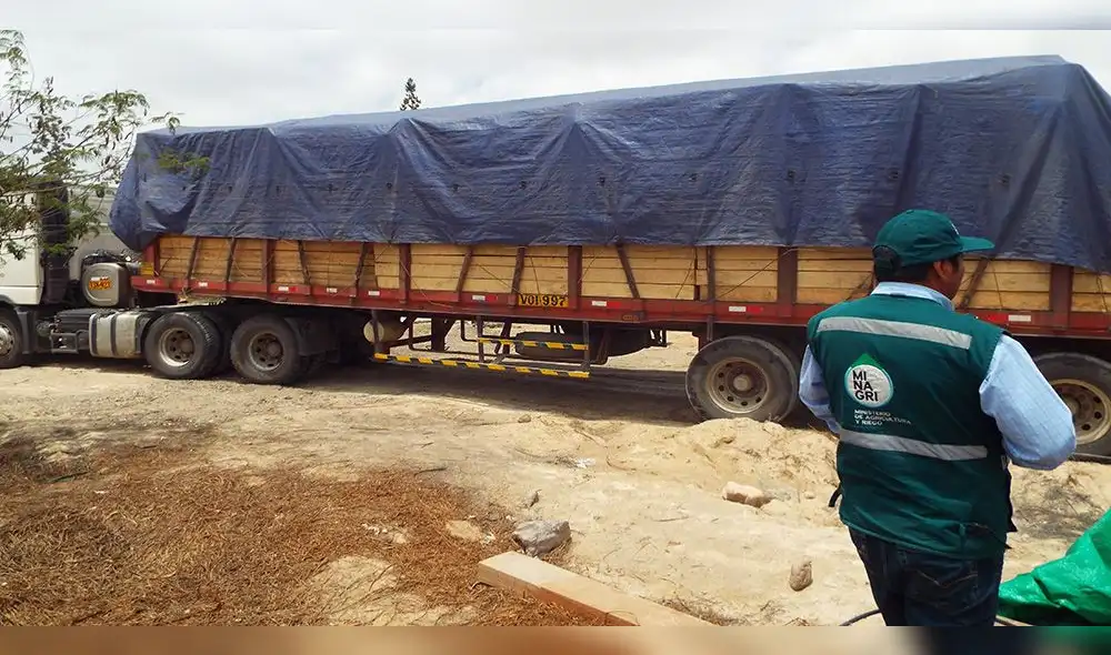 En Arequipa decomisan cedro de procedencia ilegal valorizado en más de 26 mil soles [FOTOS y VIDEO]