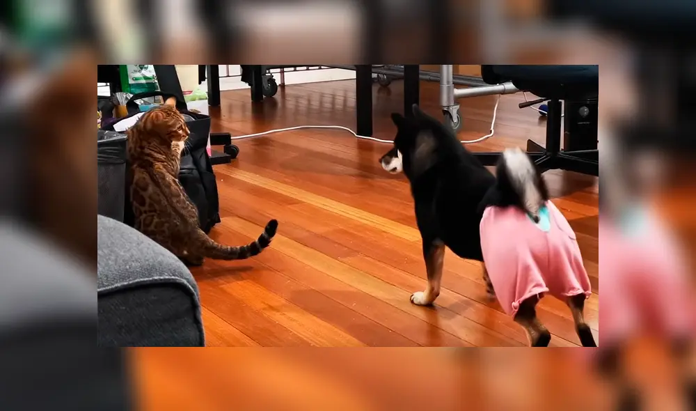 Travieso gato intentaba buscar comida en el bolso de su dueña, sin imaginar la intempestiva reacción que tendría el can. La graciosa escena se hizo viral en Facebook Travieso gato intentaba buscar comida en el bolso de su dueña, sin imaginar la intempestiva reacción que tendría el can. La graciosa escena se hizo viral en Facebook