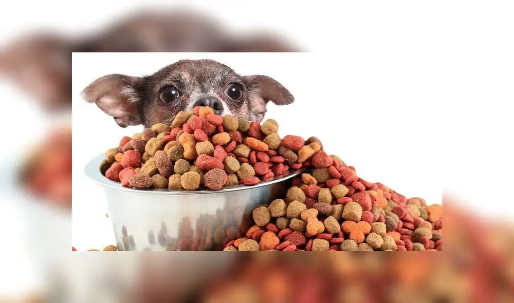 Puedes salir para comprar su comida en los supermercados. Foto: Mis animales. Puedes salir para comprar su comida en los supermercados. Foto: Mis animales.