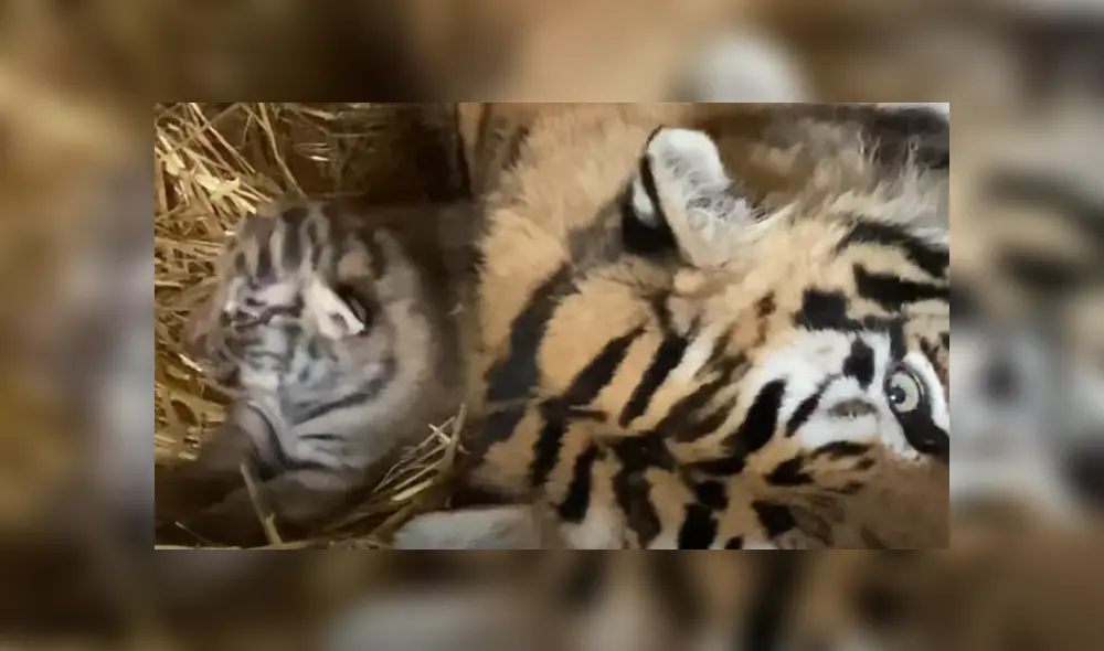 Desliza hacia la izquierda para ver las imágenes del viral de Facebook. Desliza hacia la izquierda para ver las imágenes del viral de Facebook.