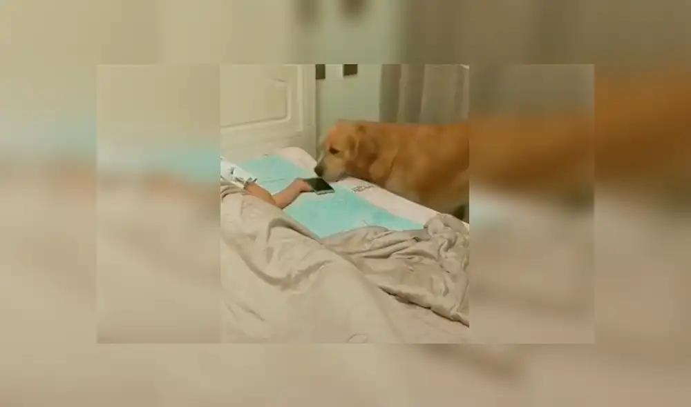 Un video viral muestra el tierno gesto que tuvo un perro al ver que su dueño se había quedado dormido. Un video viral muestra el tierno gesto que tuvo un perro al ver que su dueño se había quedado dormido.