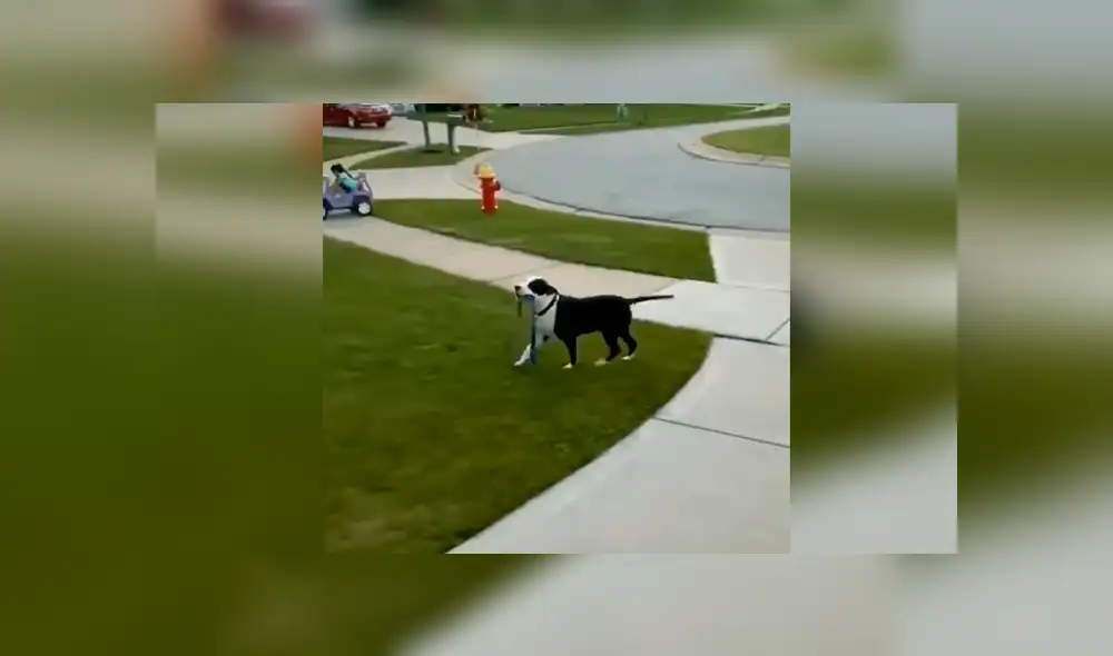 Desliza las imágenes hacia la izquierda para apreciar la singular acción de un perro para volver a salir a la calle. Foto: Captura. Desliza las imágenes hacia la izquierda para apreciar la singular acción de un perro para volver a salir a la calle. Foto: Captura.