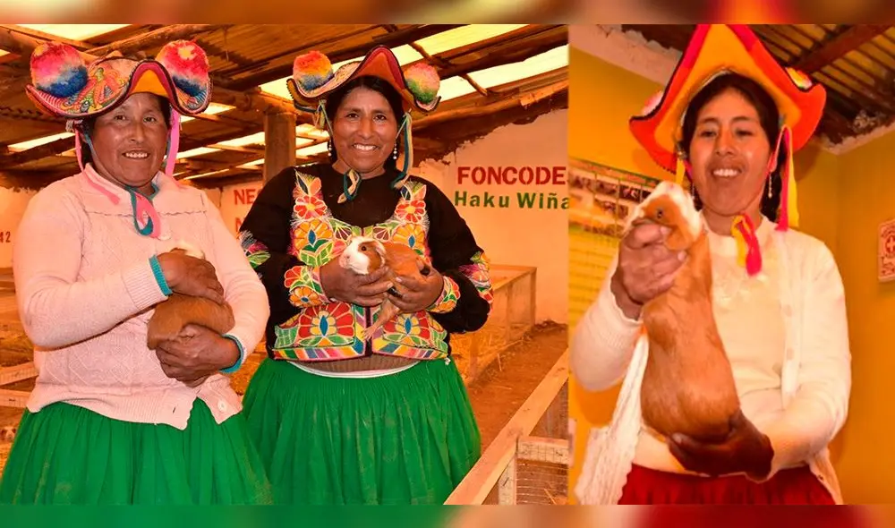 Familias en este distrito crían cuyes para su consumo y venta. Foto: Andina. Familias en este distrito crían cuyes para su consumo y venta. Foto: Andina.