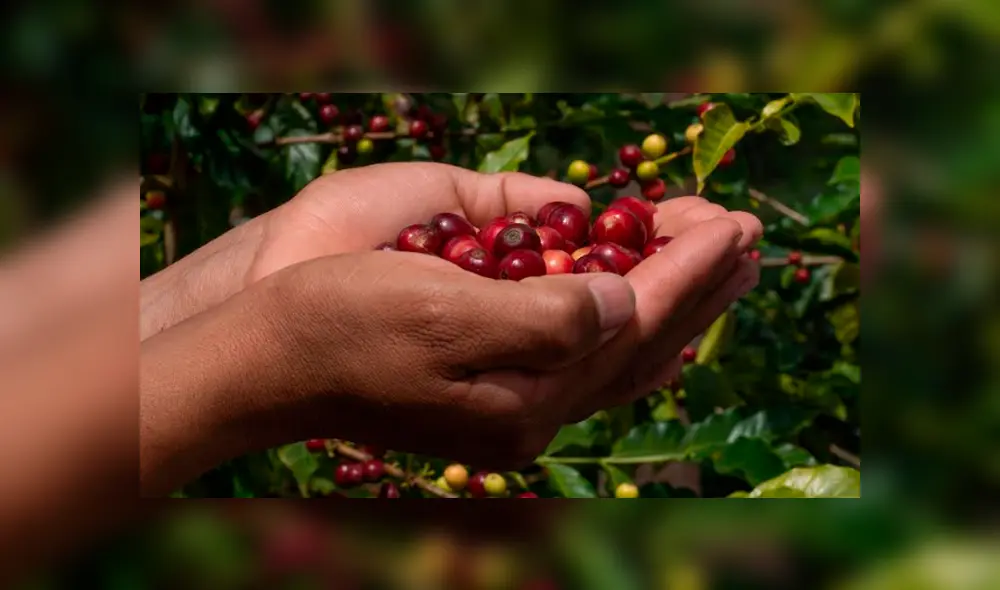 El café es muy importante en la economía del país.