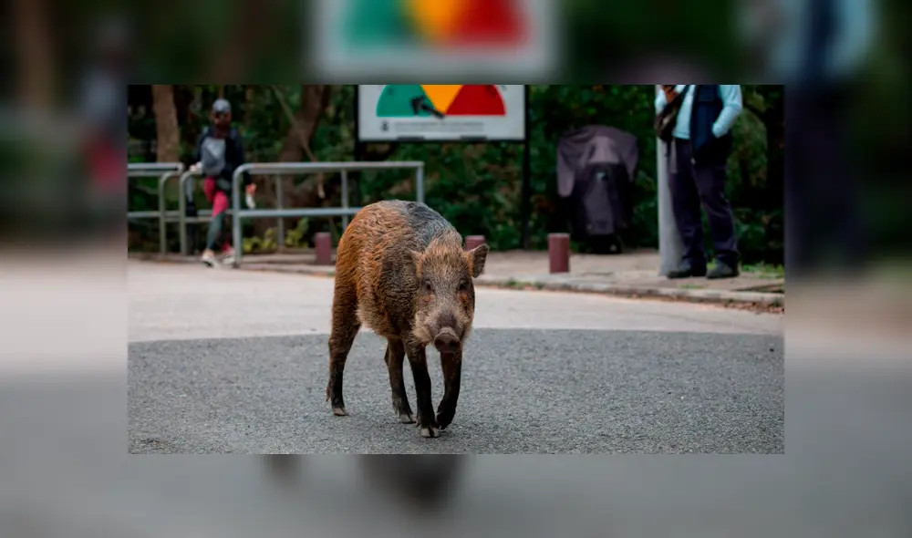 China: Hong Kong se enfrenta a una invasión de jabalíes [FOTOS]
