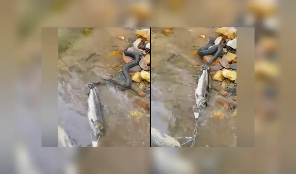 YouTube viral: serpiente pelea con pescador para quedarse con su presa y sucede lo insólito [VIDEO] 