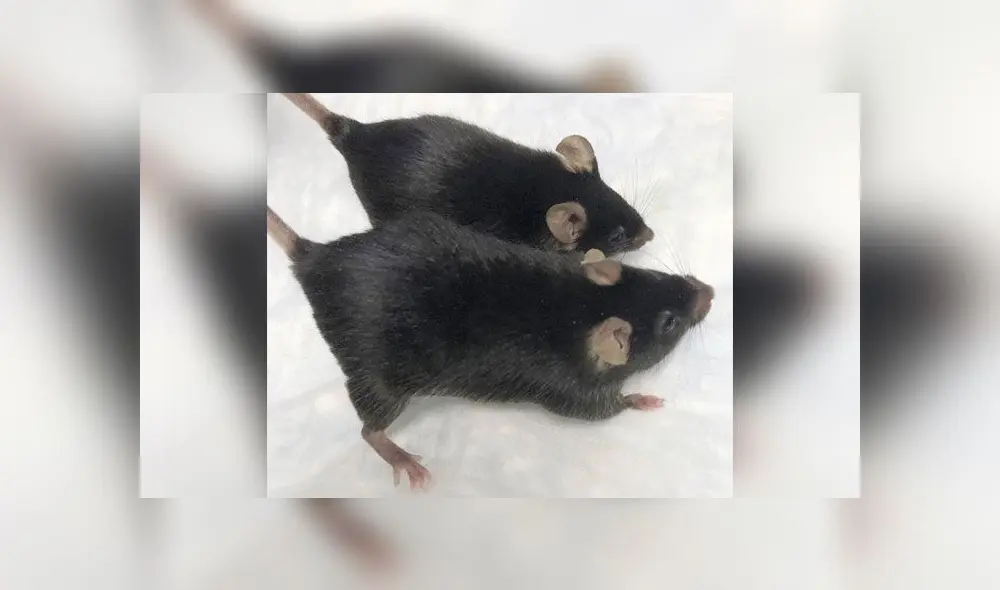 Una "ratona poderosa" y una sin tratar. Crédito: Dr. Se-Jin Lee / AP. Una "ratona poderosa" y una sin tratar. Crédito: Dr. Se-Jin Lee / AP.