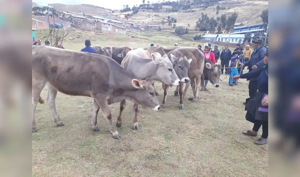 Entregan 53 vacunos raza Brown Swiss a productores huancavelicanos