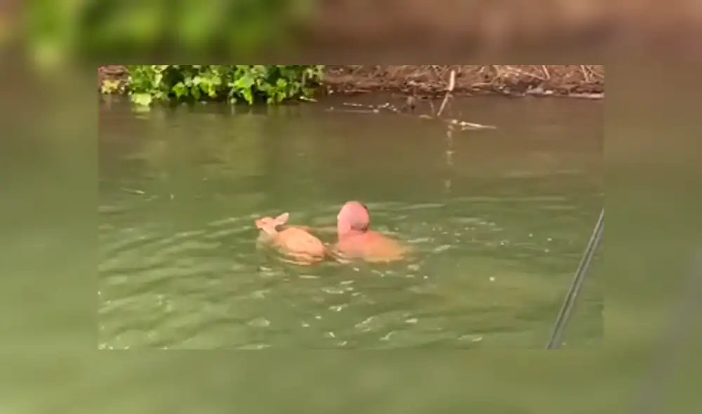 El venado habría intentado escapar de un depredador. Foto: ViralHog / YouTube