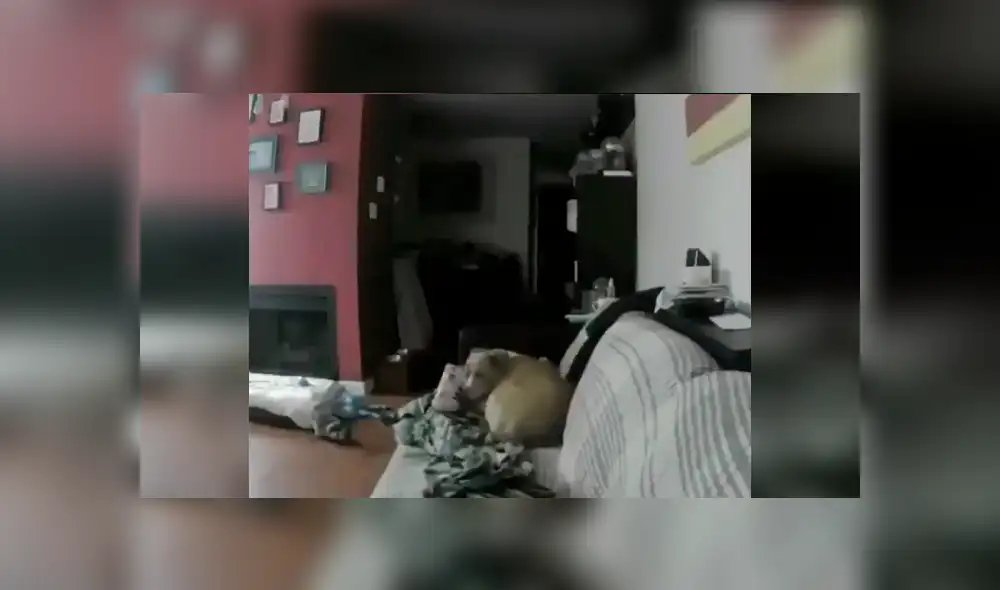 La tierna escena que protagonizó el can quedó registrada por una cámara de seguridad instalada por su dueño. Las imágenes se han hecho viral en Facebook y Twitter. La tierna escena que protagonizó el can quedó registrada por una cámara de seguridad instalada por su dueño. Las imágenes se han hecho viral en Facebook y Twitter.