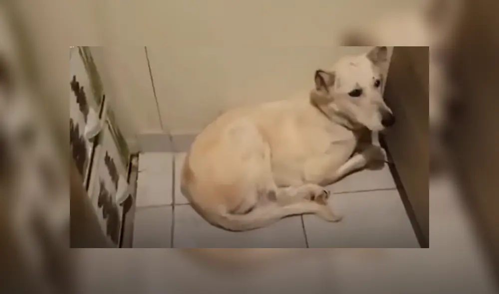 Desliza hacia la izquierda para ver las tiernas imágenes del viral de Facebook. Foto: Captura.