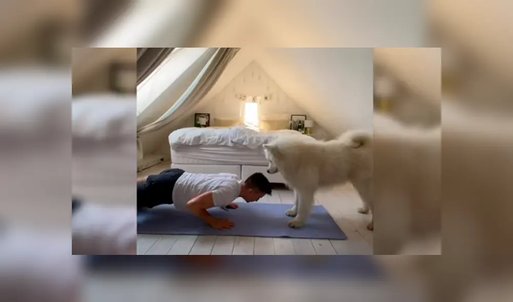 Desliza las imágenes hacia la izquierda para conocer la tierna labor de un perro al entrenar con su dueña.