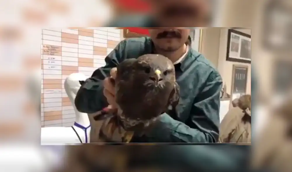 Vía YouTube. Pese a que el cuerpo del animal es sometido a diversos movimientos de un lado a otro, su cabeza se mantiene firme. Las imágenes han impresionado a más de uno