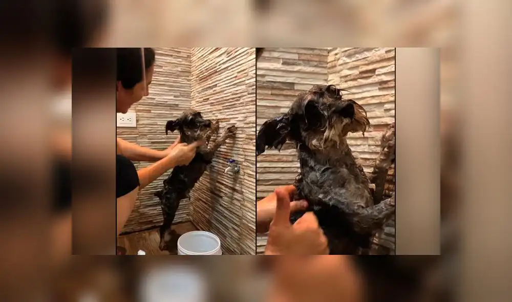 Desliza las imágenes para ver la curiosa escena que protagonizó este travieso perro y su dueña al bañarlo. Foto: YouTube