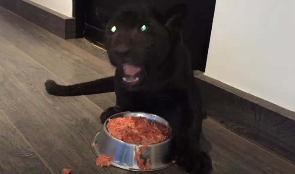 Desliza hacia la izquierda para ver las imágenes del video viral. Foto: Captura de YouTube. Desliza hacia la izquierda para ver las imágenes del video viral. Foto: Captura de YouTube.