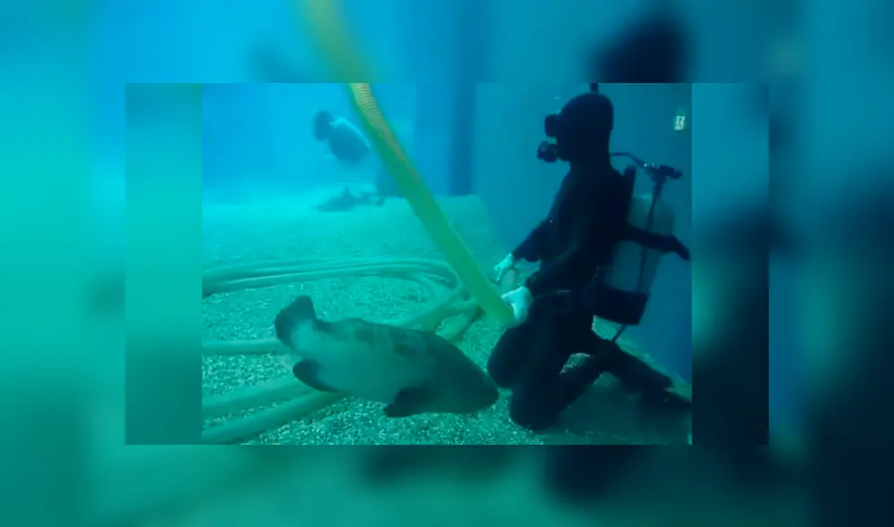 Desliza las imágenes hacia la izquierda para conocer el tierno gesto de un buzo con un pez dentro de un acuario. Foto: Captura.