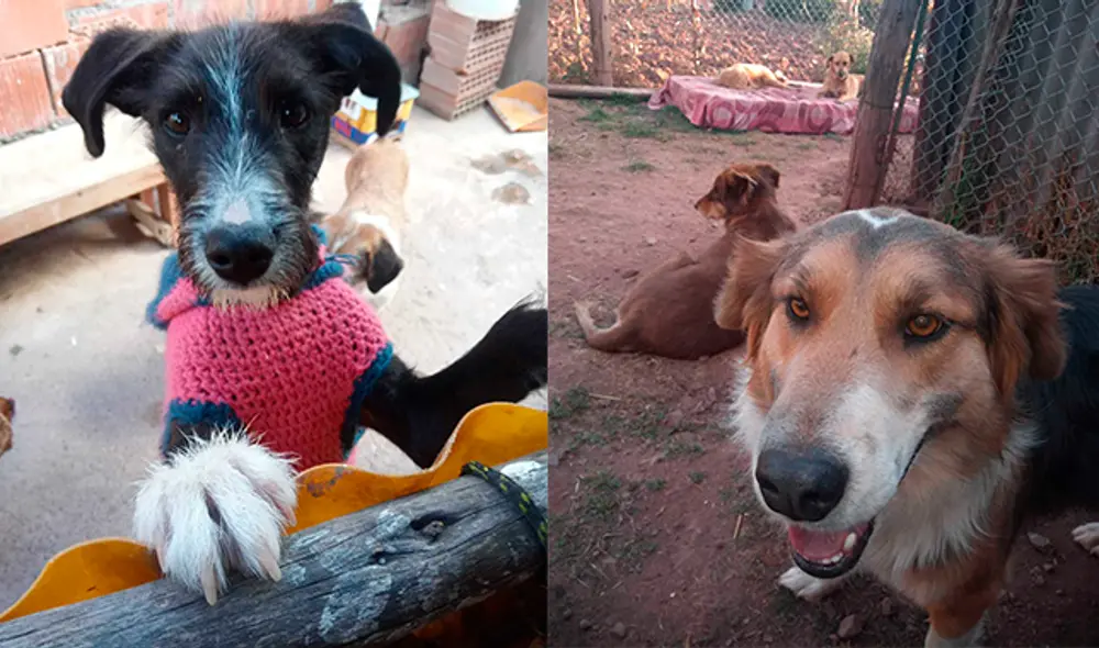 Fieles compañeros. El albergue da refugio a estos tiernos animales. Fieles compañeros. El albergue da refugio a estos tiernos animales.