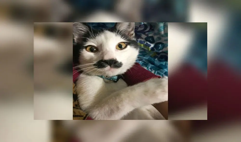 Desliza para conocer a Alberto, el gatito con bigote que se parece a Hitler. Foto: Caters News Agency Desliza para conocer a Alberto, el gatito con bigote que se parece a Hitler. Foto: Caters News Agency